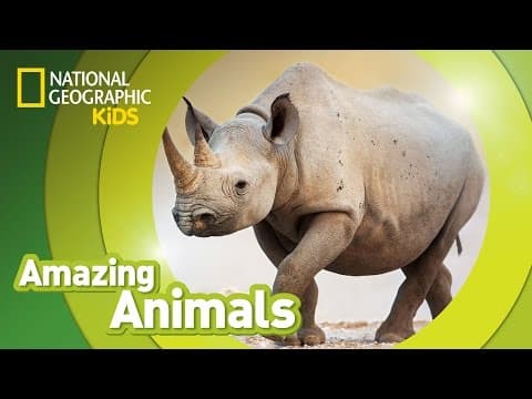 Black rhino - amazing animals