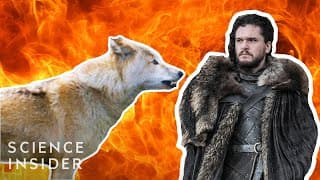 Game Of Thrones' Science: Are Dire Wolves Real?