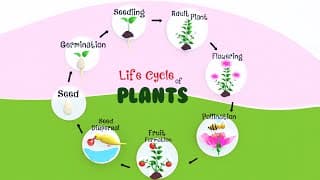 Life cycle of Plants|How Does a Plant Grow|Pollination and Fertilization in Plants