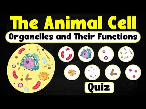 Animal Cell Organelles and Their Functions | Fun Quiz + Detailed Explanations