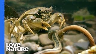 3 Times Sea Animals messed with the Wrong Opponent