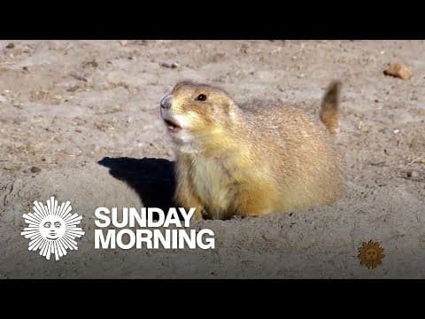 Carrie Frost Fly Fishing Boss