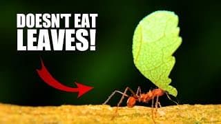 Leaf Cutter Ant Facts| the World's FIRST FARMERS