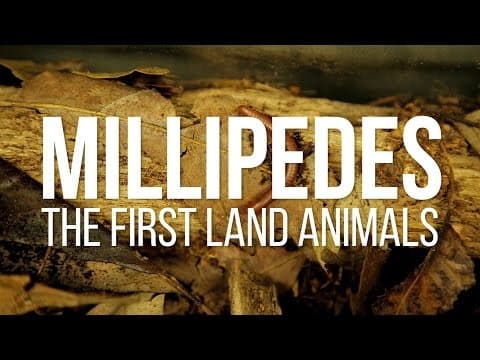 Millipedes: The First Land Animals - YouTube