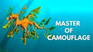 The Leafy Seadragon | Incredible Camouflage