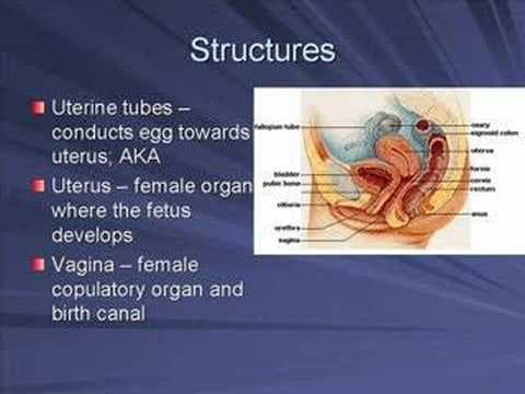 The Female Reproductive System