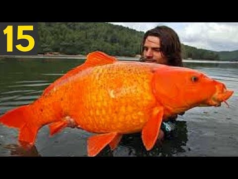 15 biggest fish ever seen