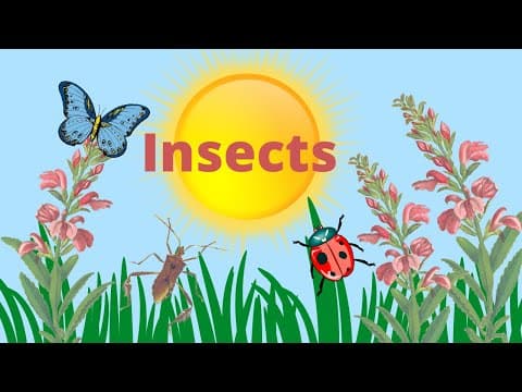 Characteristic Of Insects