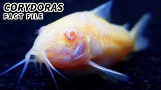 Corydoras Facts | the CORY CATFISH facts