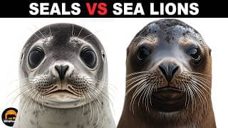 What Is the Difference Between Seals and Sea Lions