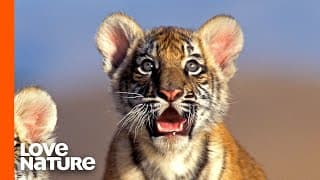 The  Big Cats That Are Going Extinct