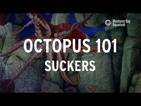 Octopus 101 | Suckers!