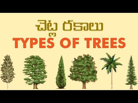 పువ్వులు మరియు వాటి పేర్లు - Flowers Names in Telugu - Kids Learning Videos - Pre School Videos