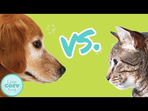 Dogs vs. Cats | Which is Better?