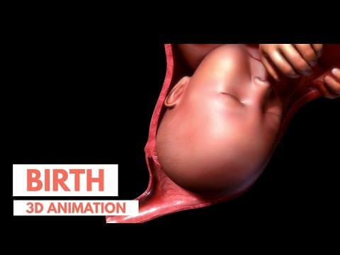 Labor and Delivery | 3D Animation of Childbirth