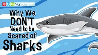 Why We DON'T Need to be Scared of Sharks