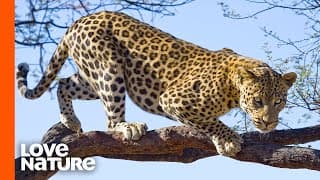 Strong Leopard Climbing Up A Tree With Its Prey | Predator Perspective
