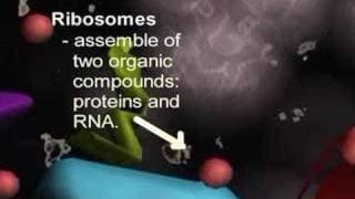 Cell Tour - Animation