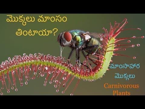 Carnivorous Plants | మాంసాహార మొక్కలు | Telugu Educational video | I CUBE