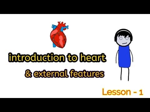 Introduction to heart and it's external features easy explanation