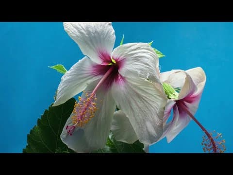 Flower Dissection – STEM Activity