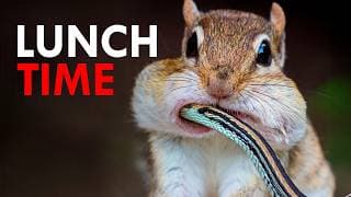 You Won’t Believe What Chipmunks Eat For Lunch