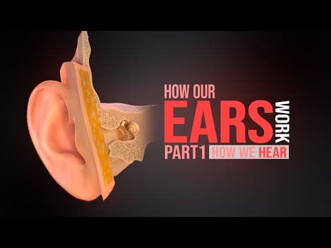How the Human Ear Works! Part 1 - Hearing (Animation)