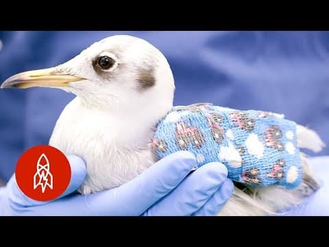 Inside Europe’s Busiest and Cutest Wildlife Hospital