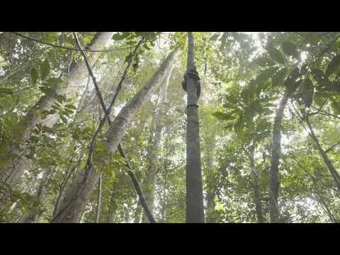 Stella Queen of Leaves