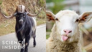 How Animals Looked Before We Bred Them