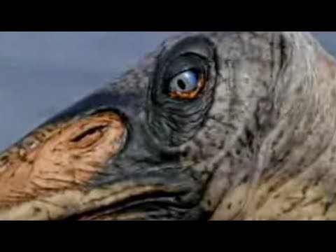 Dinosaurs - Reptiles of the Skies