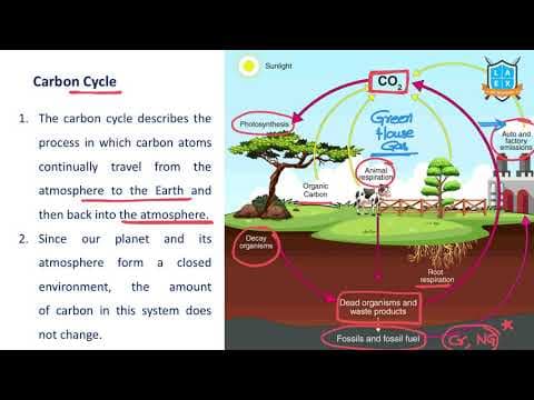 What is Carbon Cycle ? || Carbon Cycle అంటే ఏమిటి?