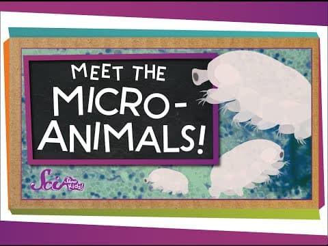 Meet the Microanimals!