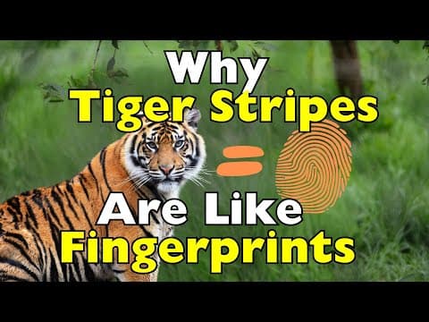 Why No Two Tigers Ever Have the Same Stripes