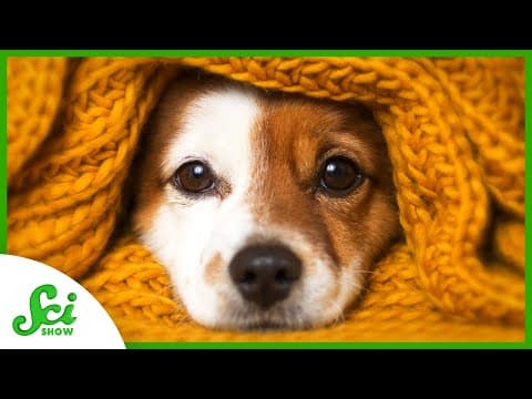 Why Are Puppy Eyes So Irresistible? - YouTube
