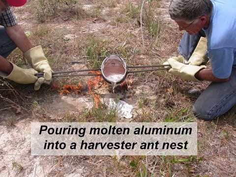 Aluminum cast of a Florida harvester ant nest - YouTube