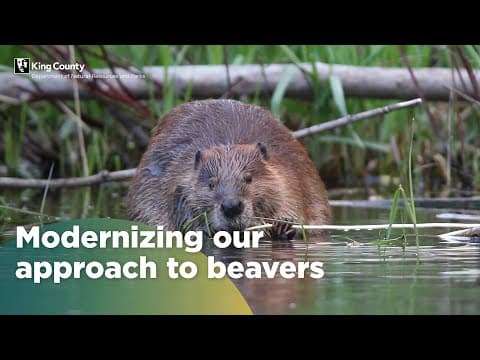 Leave It To Beavers, a modern approach to habitat restoration