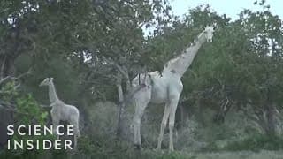 What White Giraffes Look Like