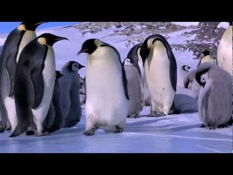 Penguin Fail - Best Bloopers from Penguins Spy in the Huddle (Waddle all the Way) - YouTube