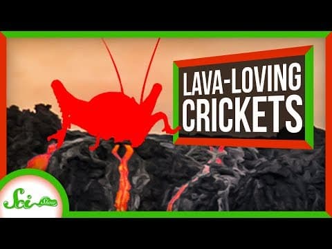 The Hardcore Crickets That Only Live on Bare Lava