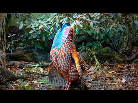 A shoebill and its chick in Mabamba Swamp Uganda