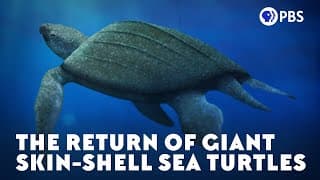 The Return of Giant Skin-Shell Sea Turtles