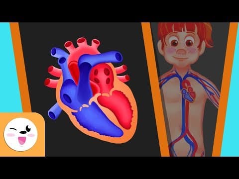 The circulatory system in the human body for kids - Smile and Learn