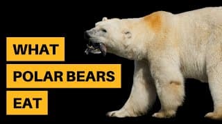 What Do Polar Bears Eat