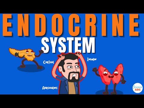 Endocrine System- How Hormones Work
