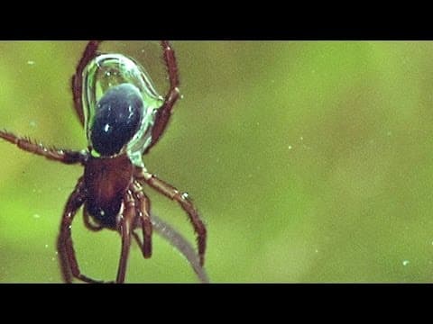 Incredible: This Underwater Spider Has an Actual Scuba Tank
