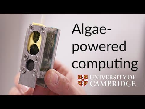 Algae-power: a natural energy supply