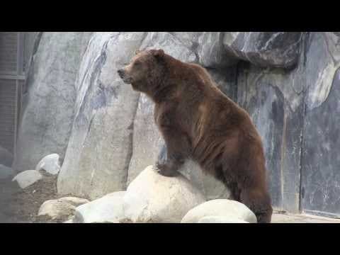 Grizzly bears versus a campsite