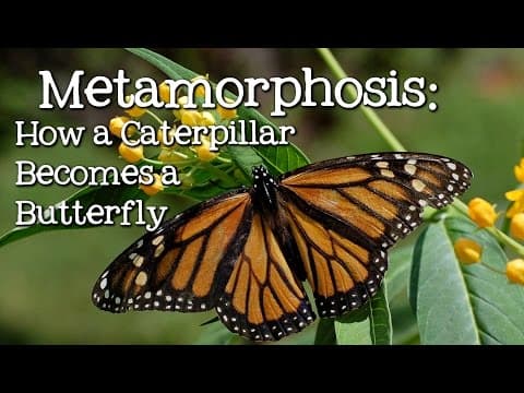 Metamorphosis caterpillar to butterfly for children