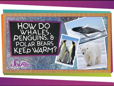 How do Whales, Penguins, and Polar Bears Keep Warm?